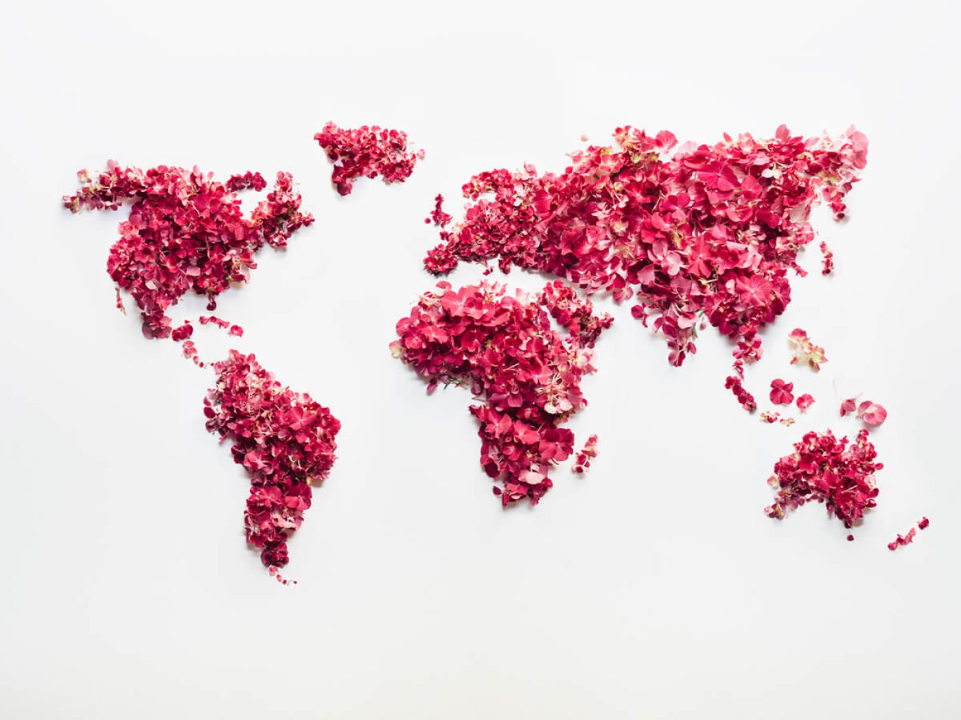 World map made up of pink petals with white background